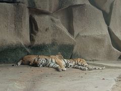 -荆州中山公园动物园