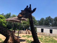 -北京野生动物园