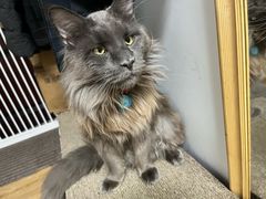-喜多萌中农锦绣动物医院24H·猫科·牙科MRI·CT
