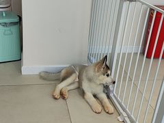 -怪兽屋·羊驼·猫咖·狗咖(俊华广场店)