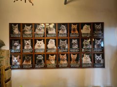 -猫猫幼稚园·撸猫·桌游·电玩