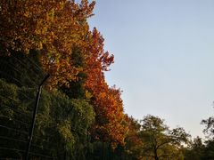 -三里屯东五街银杏大道