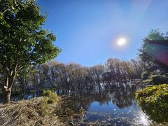 -洱海月湿地公园