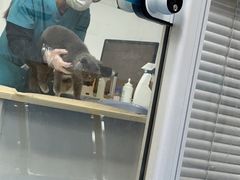 -美联众合动物医院(·中兽医·疑难杂症·严家桥分院)