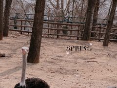 -大连森林动物园