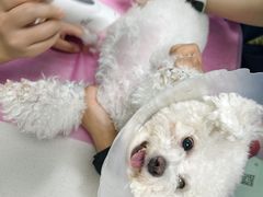 -北京观赏动物医院·24小时大型综合·猫专科·异宠专科