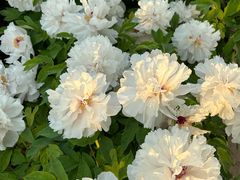 -曹州百花园