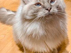 -滚猫咖啡·猫咖·猫友好撸猫(未来城店)