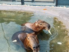-廊坊固安福朋喜来登酒店