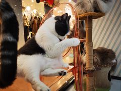 -糯米喵星人·撸猫猫舍咖啡馆(西市场嘉华店)