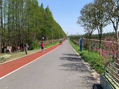 -上海长兴岛郊野公园