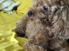 -瑞派动物医院·猫专科·至诚(江南中分院)