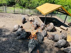 -哈尔滨北方森林动物园