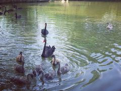 -溱湖国家湿地公园