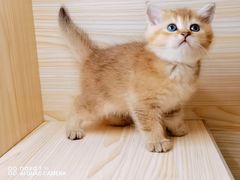 -70cat德文卷毛猫·缅因猫纯种猫舍