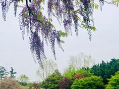 -嘉定紫藤园