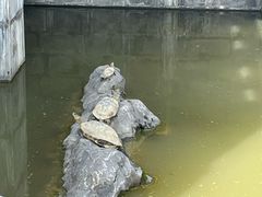 -长春观