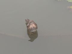 -西湖游船