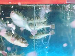 -肆月河豚·新淮扬(金融街店)