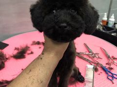 -宠福鑫康馨动物医院·骨科·眼科