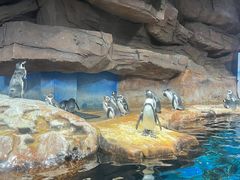 -海合安武汉极地海洋公园