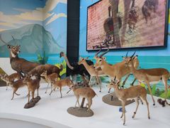 -陕西自然博物馆