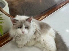 -共舞时光猫咖·狗咖(新街口店)