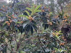 -广州神农草堂中医药博物馆