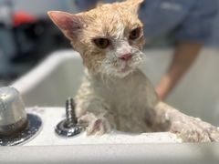-PETKIT 小佩宠物·德文赛凯猫舍