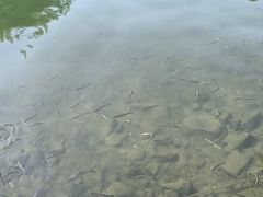 -西湖游船