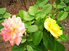 -人民公园(罗湖区)