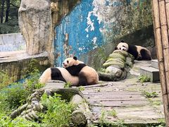 -中国大熊猫保护研究中心雅安碧峰峡基地