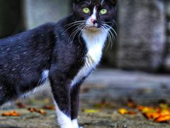 -高荡千年布依古寨旅游景区