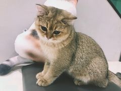 -飞行喵MR PILOT|猫舍·猫咖(静安大融城店)
