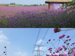 -紫颐香薰山谷景区