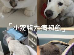 -宠欣安宠物医院·包河区中心医院