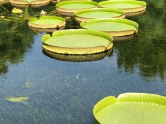 -上海滨江森林公园