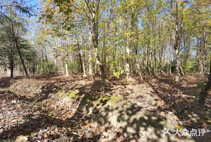 上海海湾国家森林公园图片