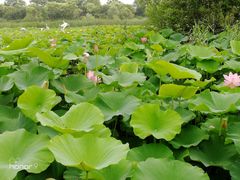 -上海长兴岛郊野公园