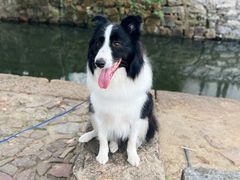 -艾贝尔宠物医院 ·内科全科(梁溪路店)