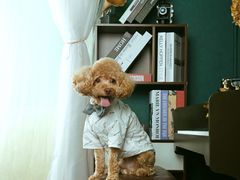 -超宠爱宠物摄影-Super pet