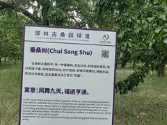 -御林古桑园
