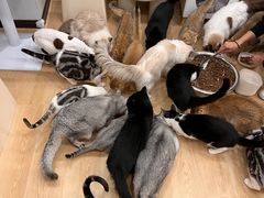 -有喵·猫咖·狗咖·30几只猫10只小狗(岗厦店)