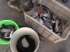 -湖南东洞庭湖国家级自然保护区