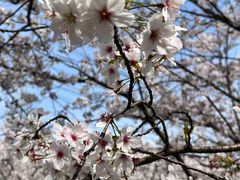 -高东镇樱花园