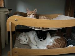 -pd派德宠物中心医院24H急重症·眼科中心·血液透析中心(嵩山北路店)