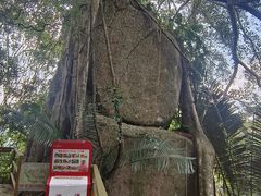 -霸王岭国家森林公园