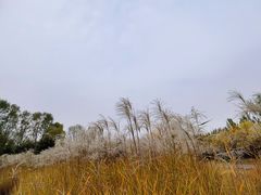 -东郊湿地公园