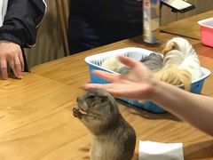 -藦茜花园宠物主题亲子互动体验馆(国顺东路店)