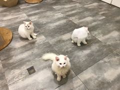 -楼上猫咖(罗湖店)